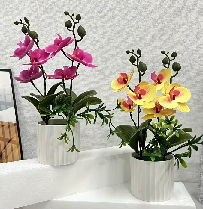 Pair of Pink & Yellow Butterfly Orchids in Pot Potted