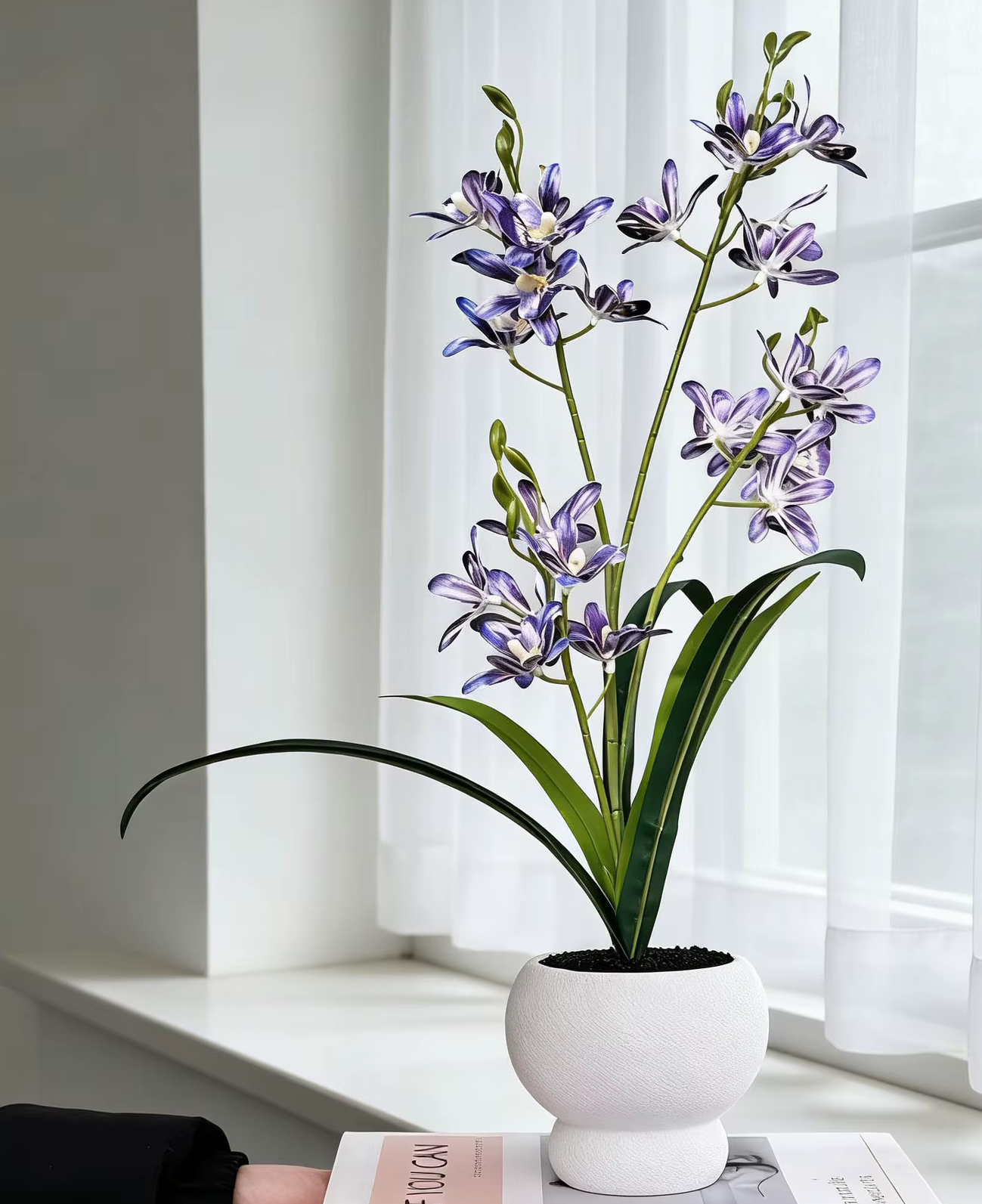 Tall Jumping Orchid Flowers in Pot