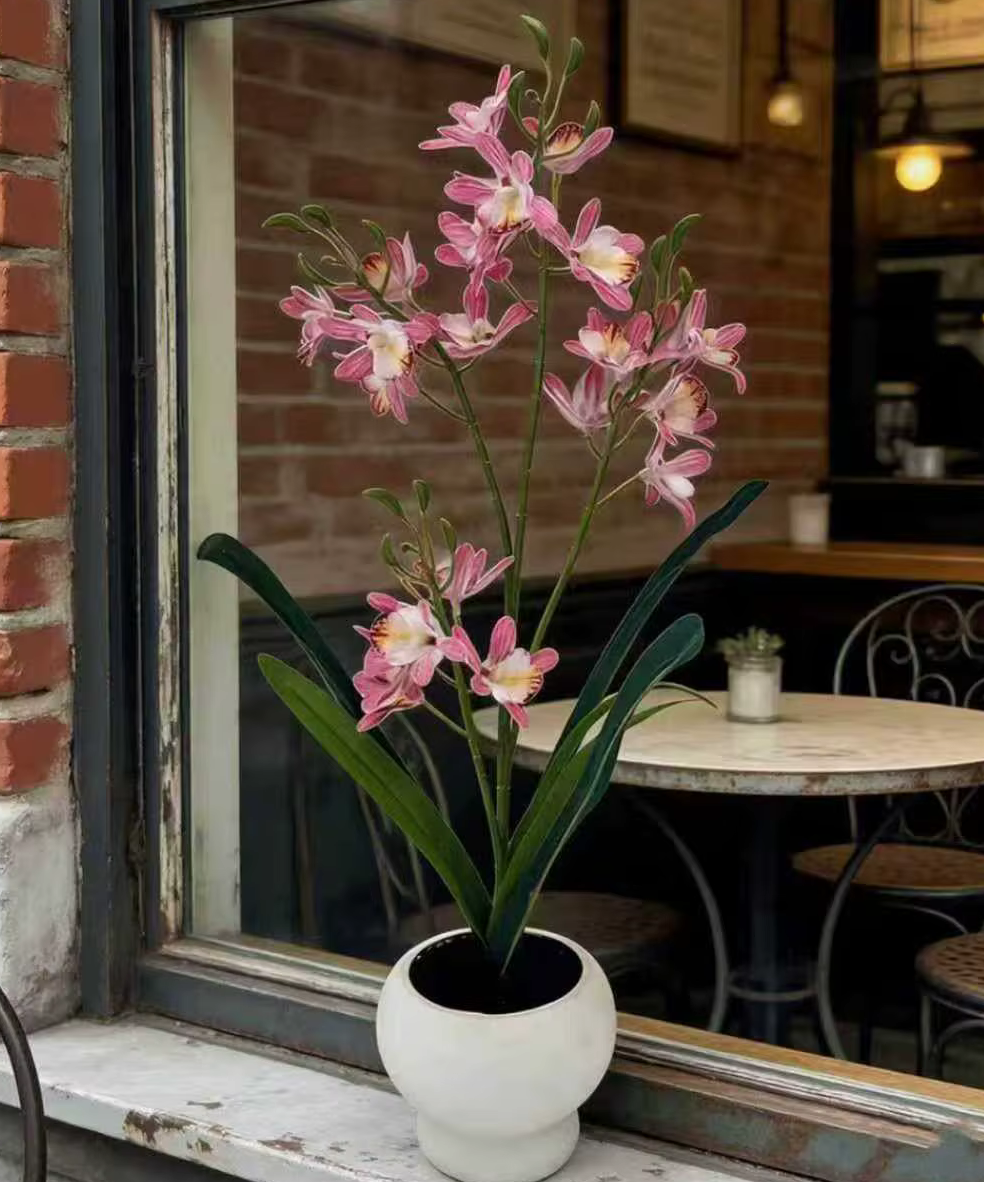 Tall Jumping Orchid Flowers in Pot
