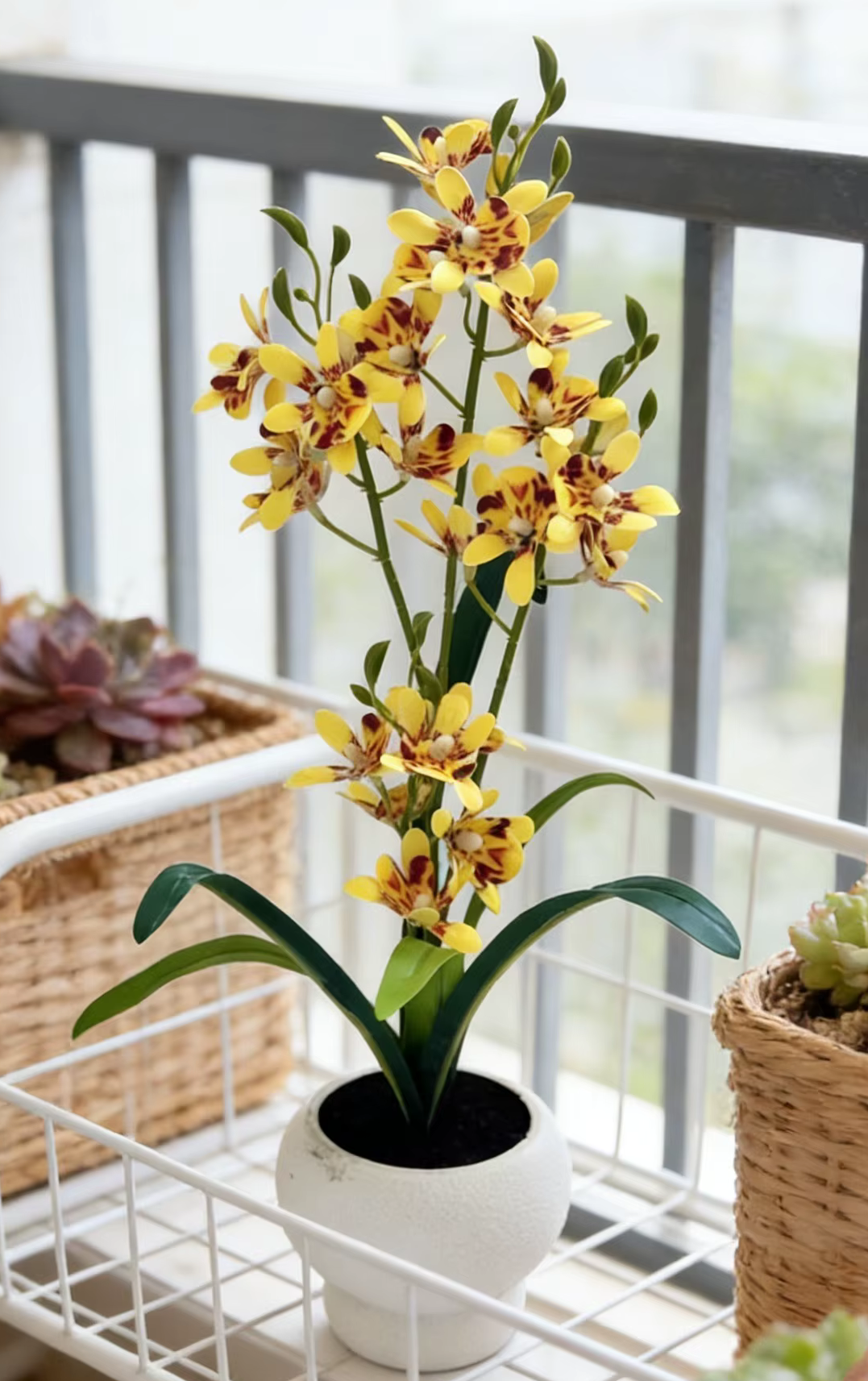Tall Jumping Orchid Flowers in Pot