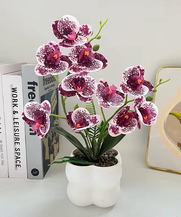 Vibrant 'Real Touch' Butterfly Orchid in Pot 30cm