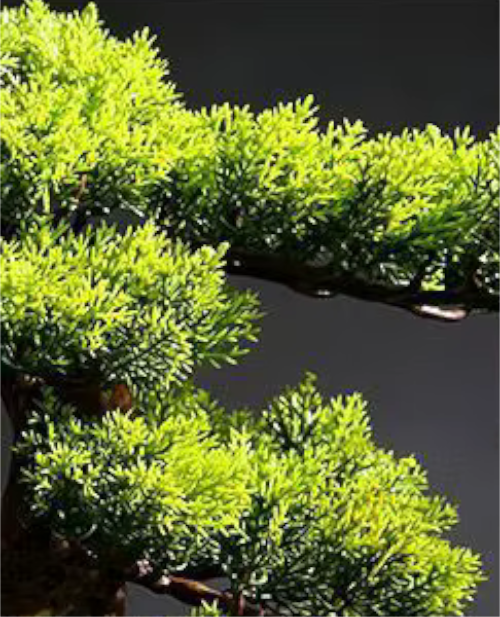 High End Large Chinese Welcoming Pine BONSAI in Pot
