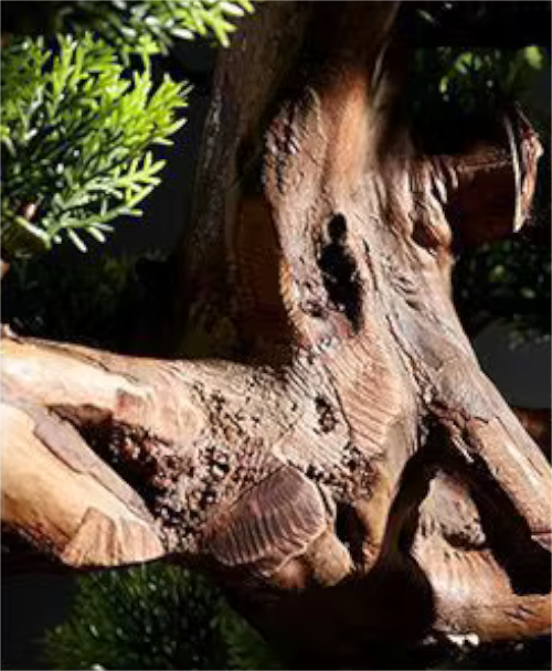 High End Large Chinese Welcoming Pine BONSAI in Pot