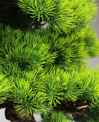 Dramatic Cliff Welcoming Pine Bonsai Tree in Pot