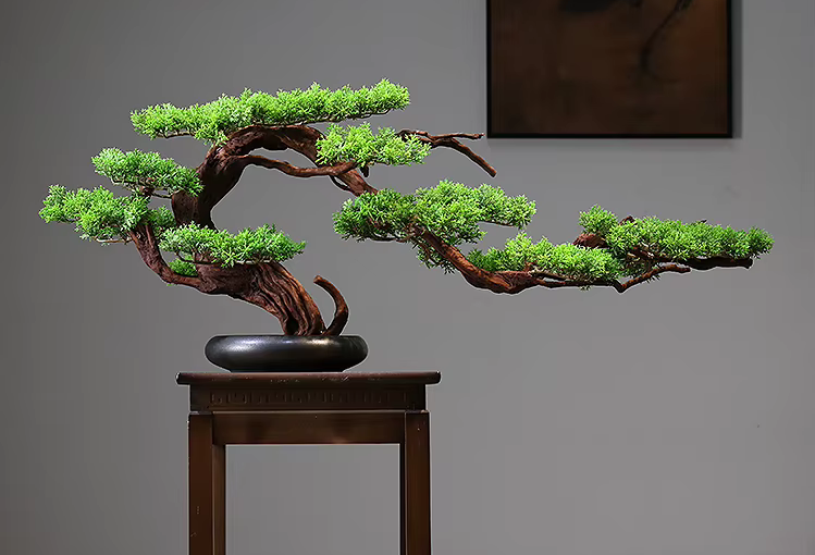 Large 90cm Windswept Pine Tree Bonsai in Pot