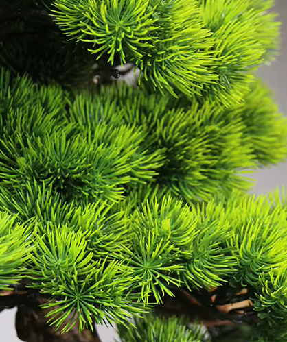 Large 90cm Windswept Pine Tree Bonsai in Pot