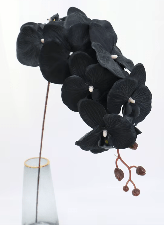 Black Butterfly Orchid Premium SILK Large Head Flowers - The Floral Gallery