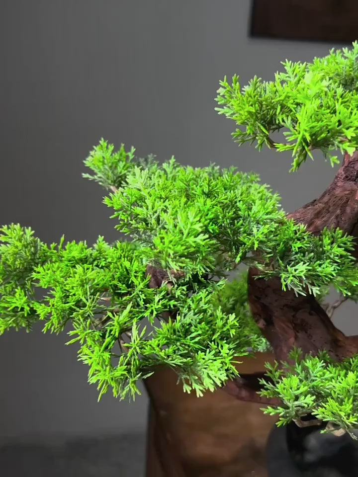 Large 90cm Windswept Pine Tree Bonsai in Pot