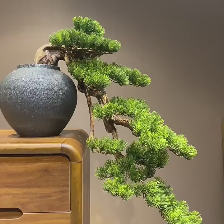 Dramatic Cliff Welcoming Pine Bonsai Tree in Pot